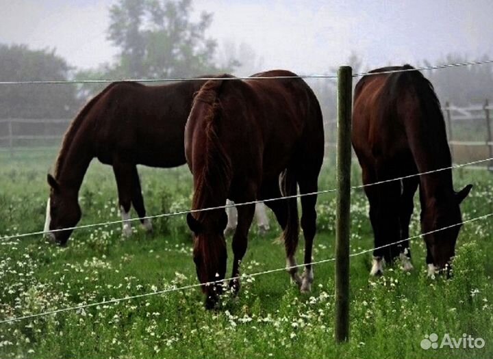 Ограждение для электропастуха