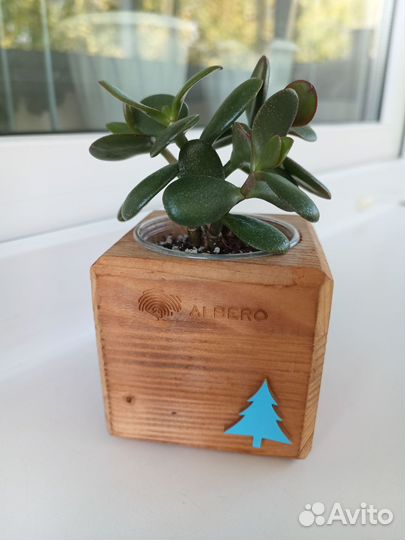 Крассула толстянка