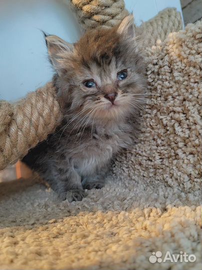 В добрые руки