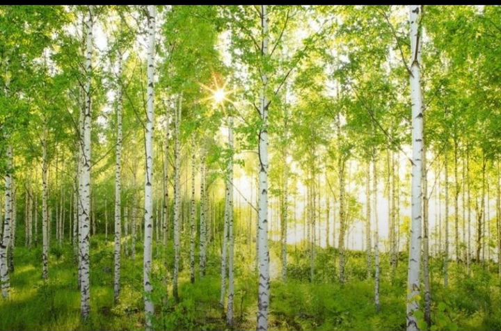 Участок 15 сот. (СНТ, ДНП)