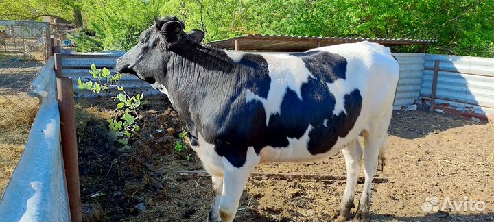 Корова дойная
