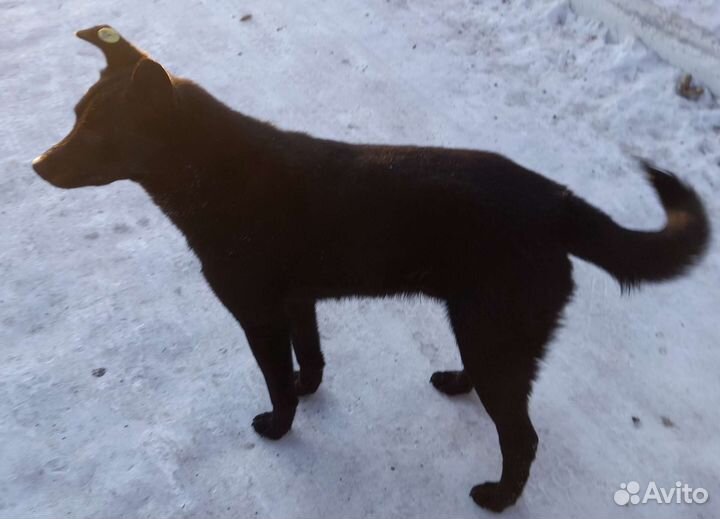 Щенки подростки на охрану