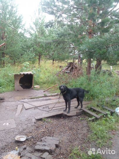Щенки бесплатно