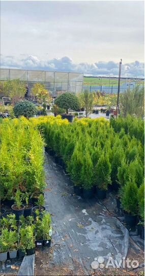 Туя Смарагд из питомника/Оптом