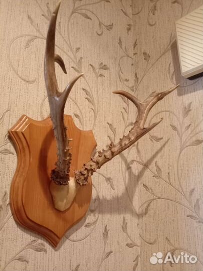 Рога косули