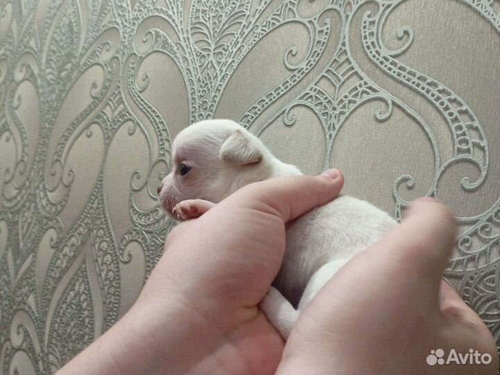 Щенки чихуахуа девочки