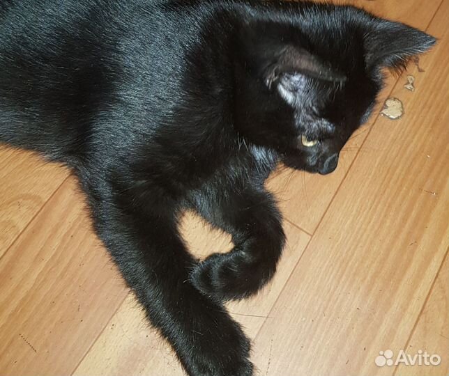 Красавчик 3 мес