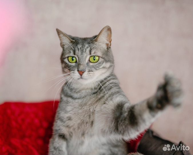 Кошка окрас серый табби в добрые руки