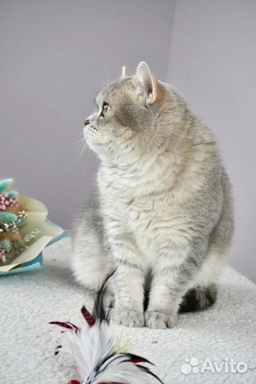 Британская короткошерстная кошка