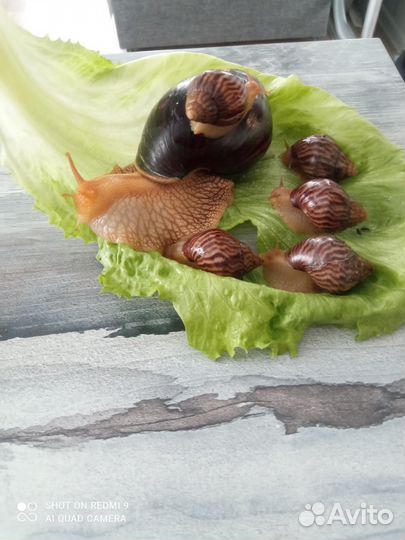 Улитки ахатины маленькие, в добрые руки