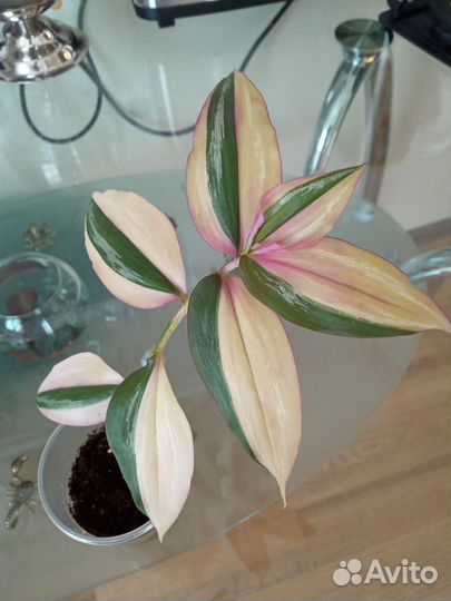 Комнатные растения, Традесканция, Фикус