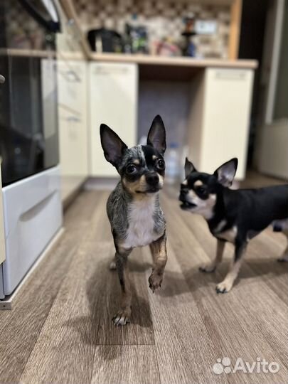 Собака чихуа хуа девочка