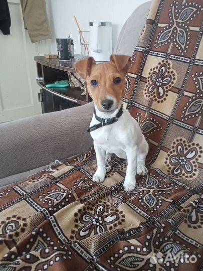 Джек Рассел терьер