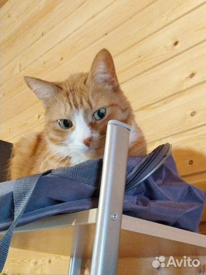 Котик в беде