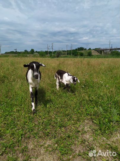 Козлята