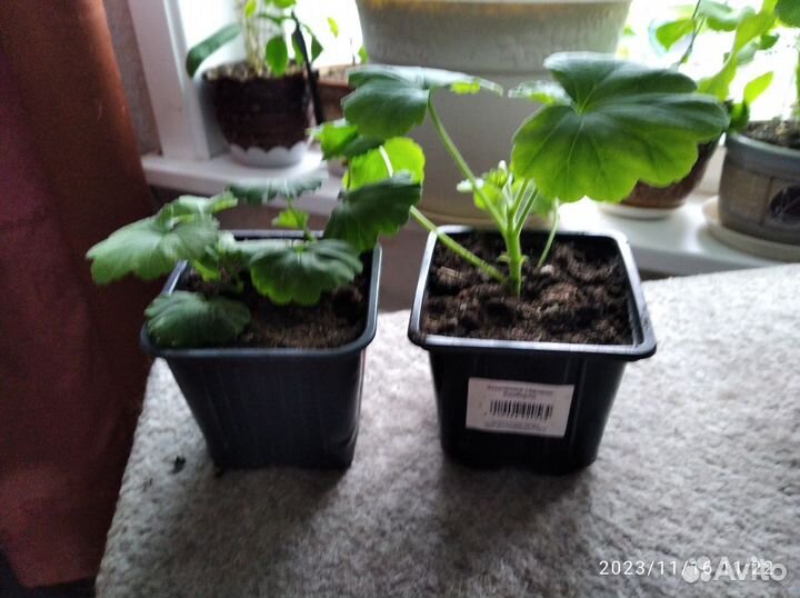 Эйприл сноу пеларгония