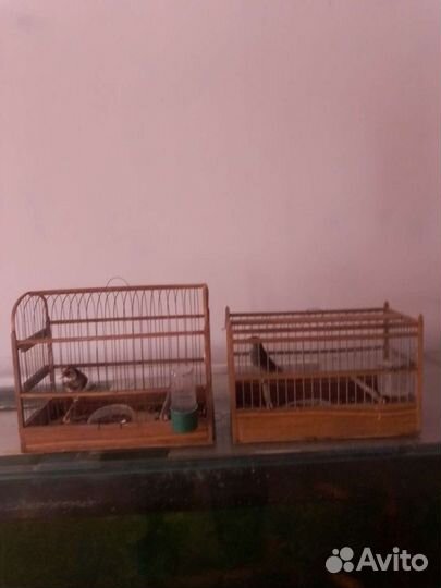 Певчие птицы