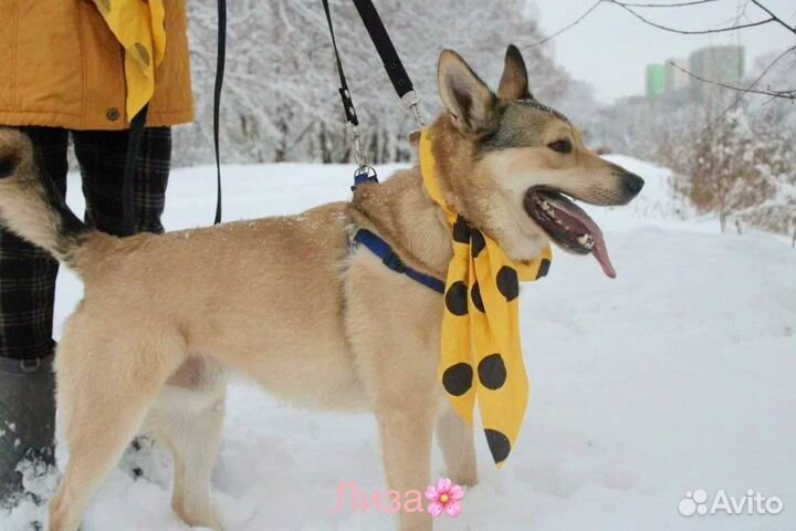 Совсем молодой веселый активный парнишка ищет дом