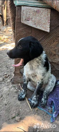 Курцхаар, мальчик