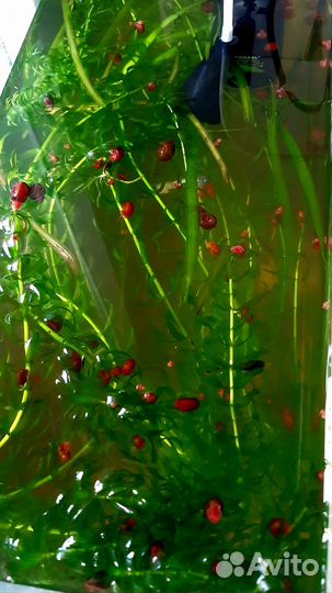 Продам улиток 