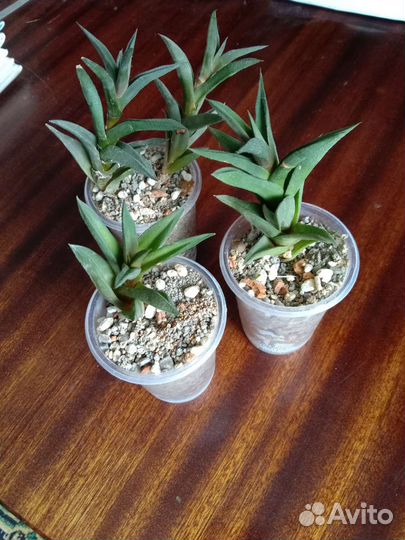 Суккуленты