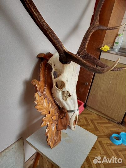 Рога на медальоне