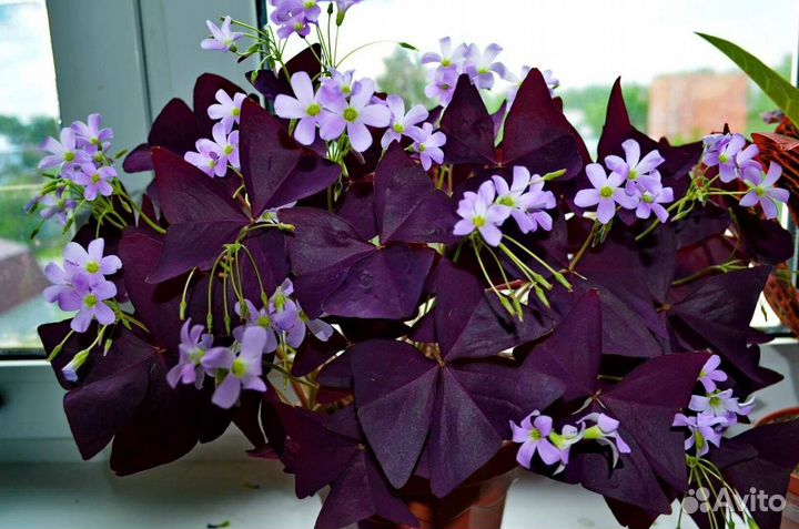 Комнатные цветы кислица