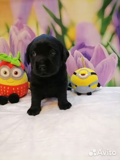 Щенки лабрадора