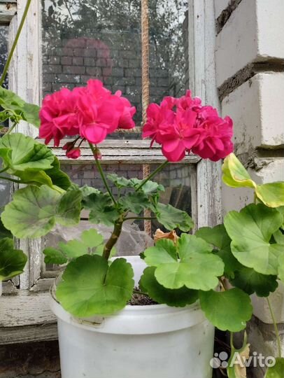 Пеларгония герань сортовая