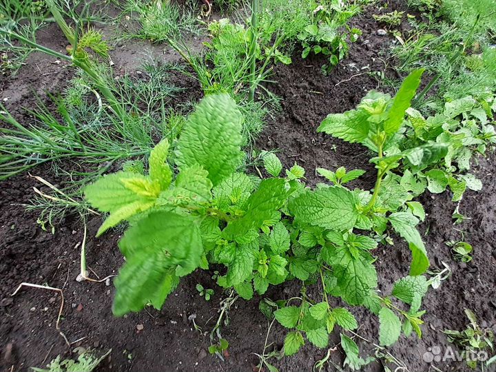 Пряные травы многолетние Мелисса