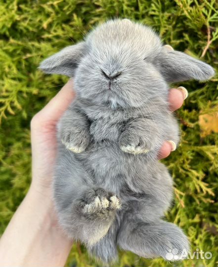 Декоративные карликовые крольчата, minor, mini LOP