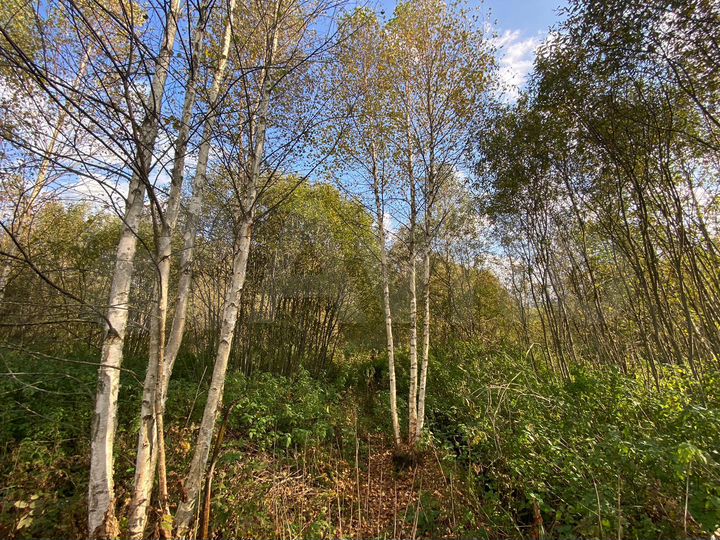 Участок 15 сот. (СНТ, ДНП)