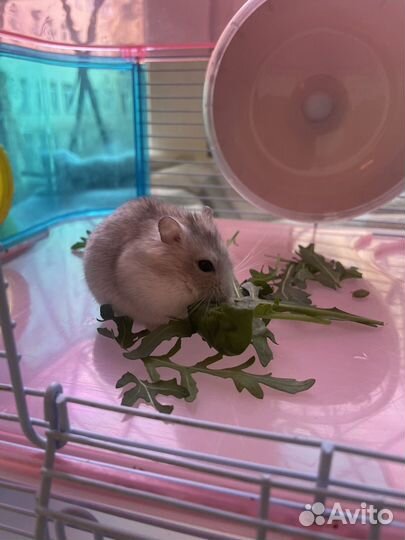 Джунгарские хомяки с клеткой