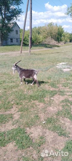 Козел ламанча