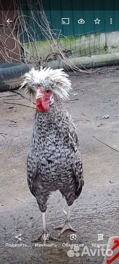 Породистые петушки