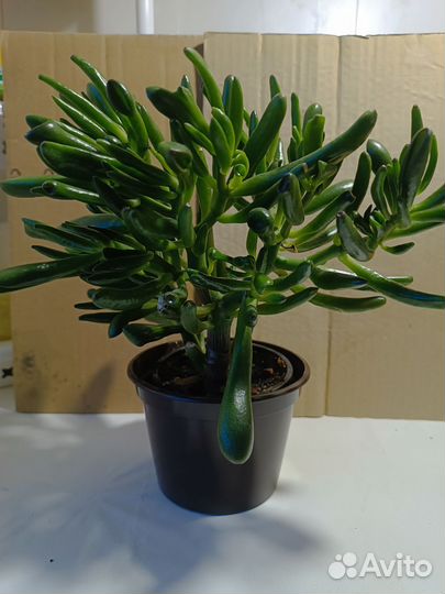 Красулла коралл