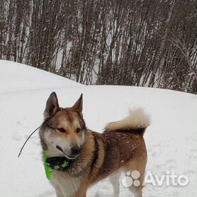 Западносибирская лайка