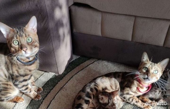 Бенгальская