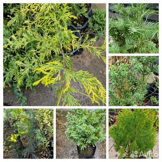 Сосна,туя,тис,кедр,кипарис,можжевельник и др