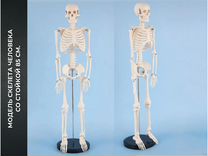 Модель скелета человека. Скелет со стойкой 85 см