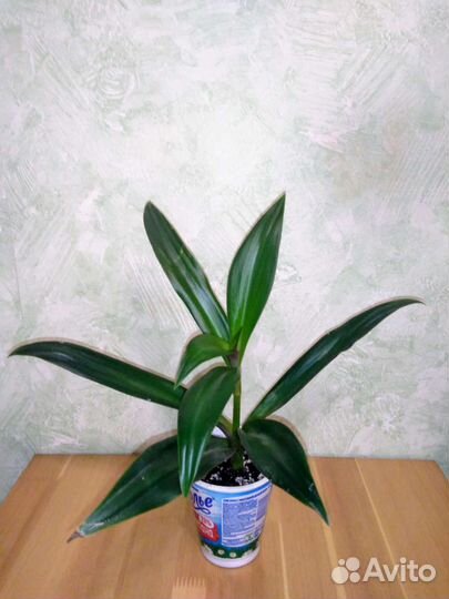 Комнатные Цветы Разные (100)