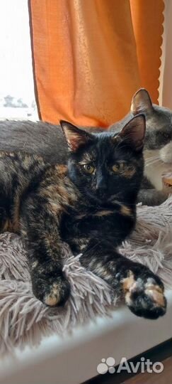 Кошечка молодая отдам в добрые руки