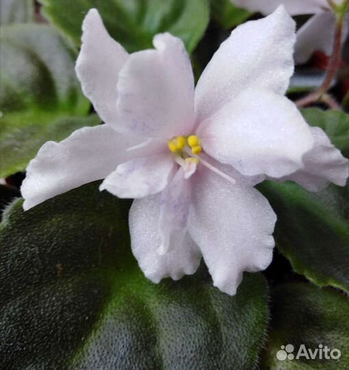 Фиалка цветущая в горшочке