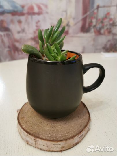 Суккуленты. Комнатные цветы