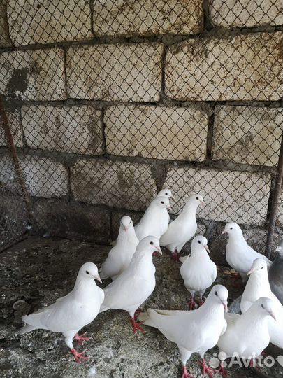 Голуби на свадьбу