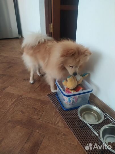 Померанский шпиц