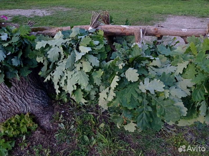 Дубовые веники для бани