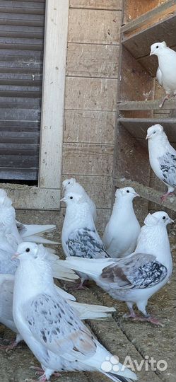 Голуби бойные армянские