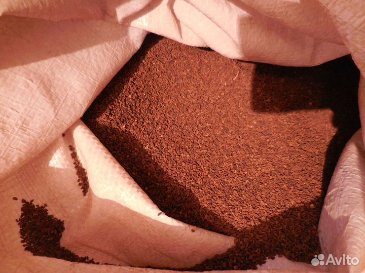 Семена фацелии