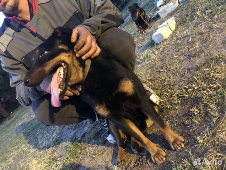 Вязка ягдтерьер